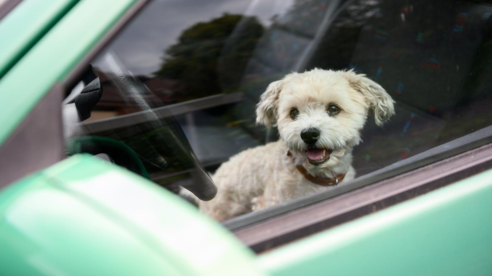 Dog left behind in the heat: Peta files a criminal complaint