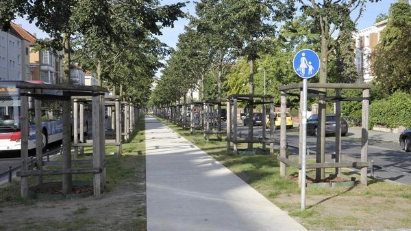 Trockenheit: „Alarmstufe gelb“ bei Stadtbäumen in Braunschweig
