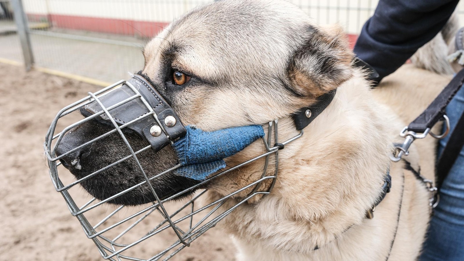 Frei-laufende-Hunde-attackieren-in-M-hlhausen-Hund-stirbt-Halter-verletzt