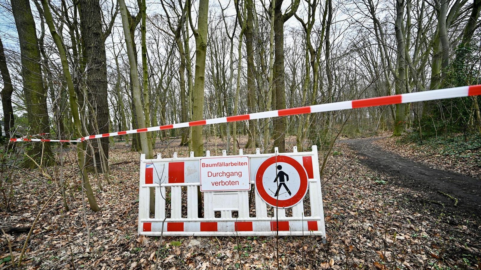 Umfangreiche-F-llarbeiten-im-Aaper-Busch-in-Wesel-Was-anschlie-end-geplant-ist