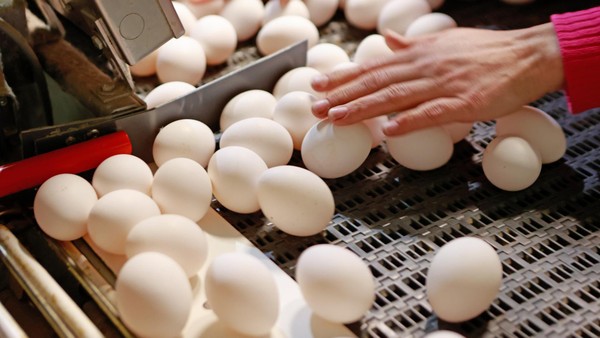 Demenz: Haben Eier positiven Effekt? Studien mit überraschendem Ergebnis