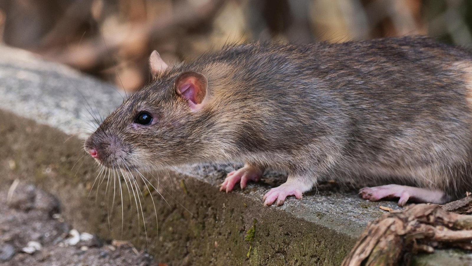 Ratten-in-Hamburg-In-diesen-Bezirken-gab-es-2025-die-meisten-Nager