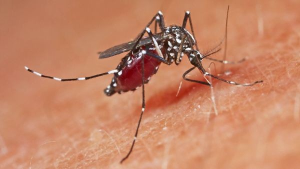 WHO warnt vor Chikungunya-Virus – Stechmücken sind Träger