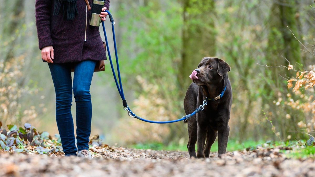 Wer seinen Hund nicht anleint in den städtischen Gebieten, in denen es eine Anleinpflicht gibt, der muss künftig in Oberhausen mehr Bußgeld bezahlen.