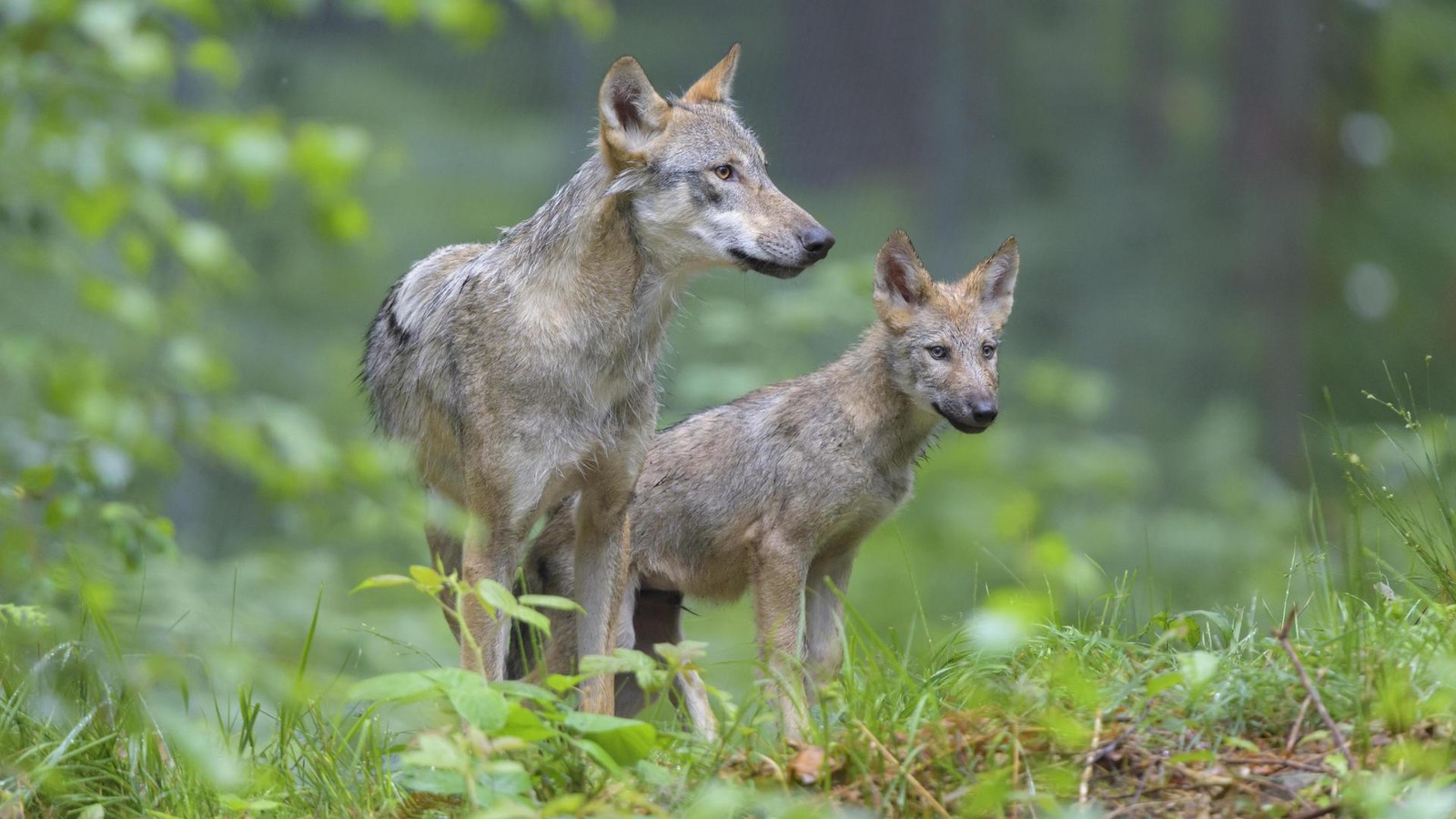 Zu-frech-Wolfswelpen-knabbern-Wildkameras-bei-Hamburg-an