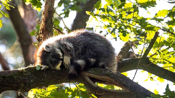Wildgehege Klövensteen schließt wegen Personalnot – schon wieder