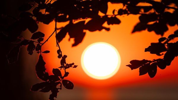 Viel Sonne erwartet - Waldbrandgefahr in Niedersachsen steigt