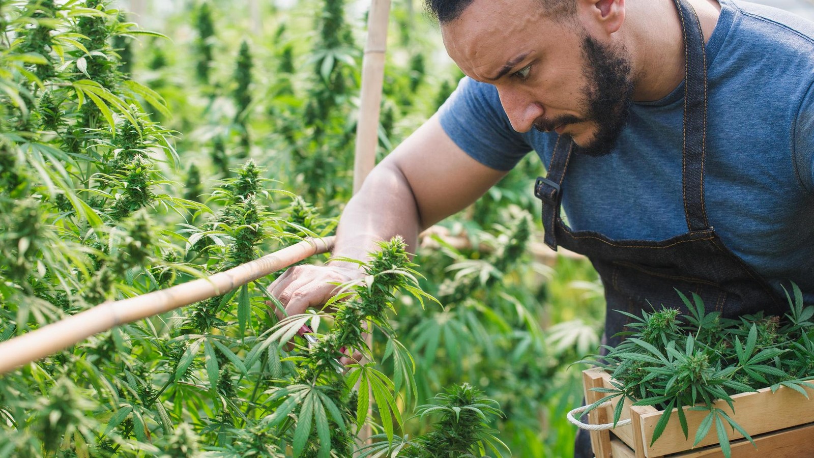 -Nicht-dreckig-genug-Hamburger-Bauamt-bremst-Cannabis-Club-aus