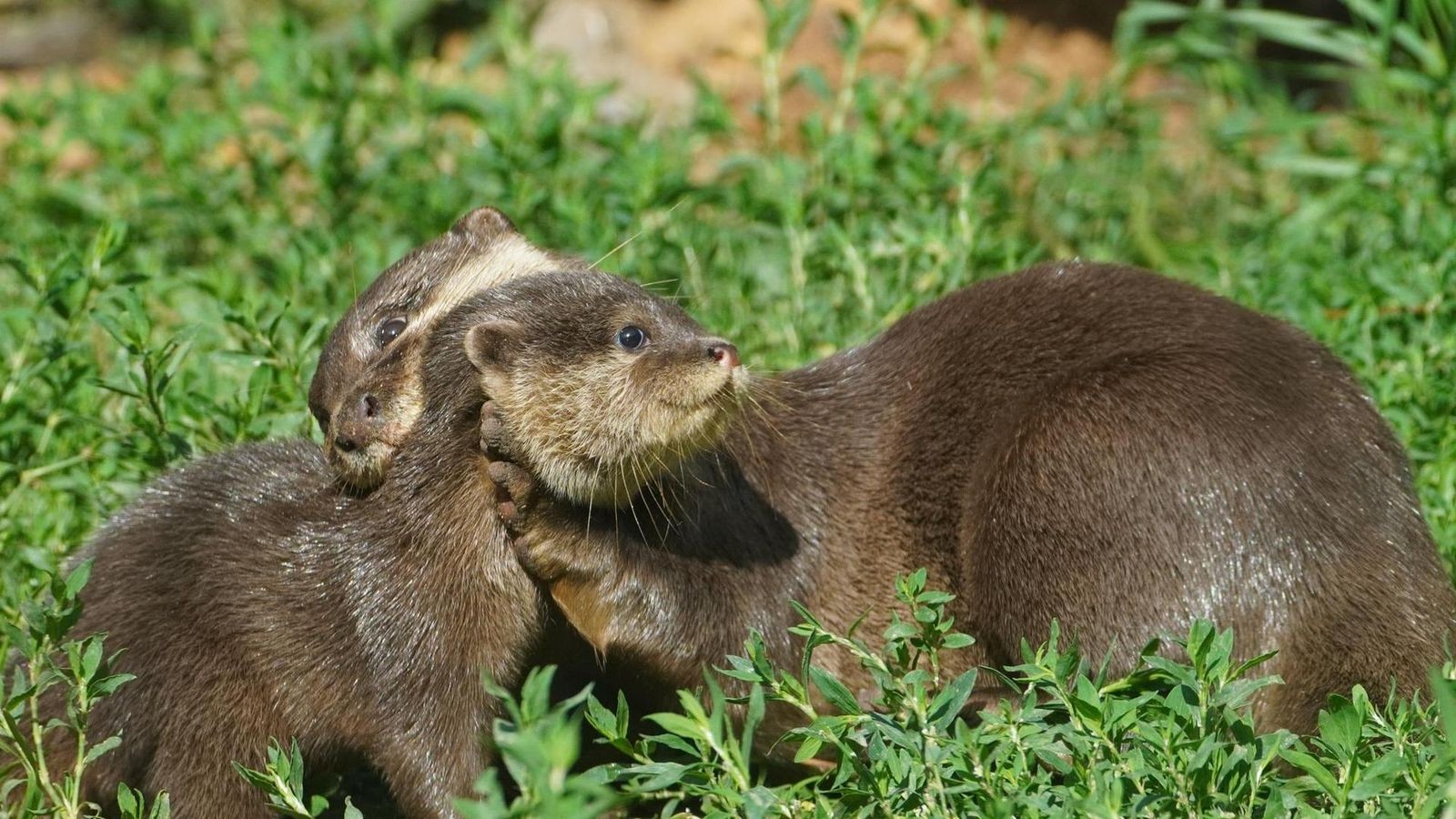 Zuckers-Diese-vier-Tierbabies-erobern-den-Tierpark-Kleve
