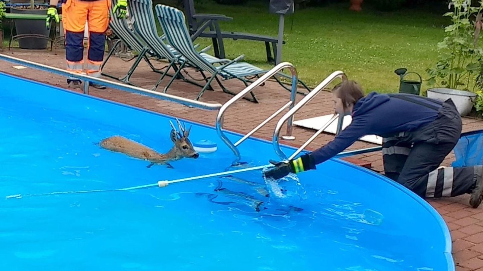 Reh-muss-aus-Swimmingpool-gerettet-werden-stark-unterk-hlt-