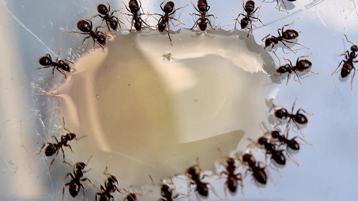tipps, wie sie ameisen im garten verscheuchen, ohne sie zu töten.