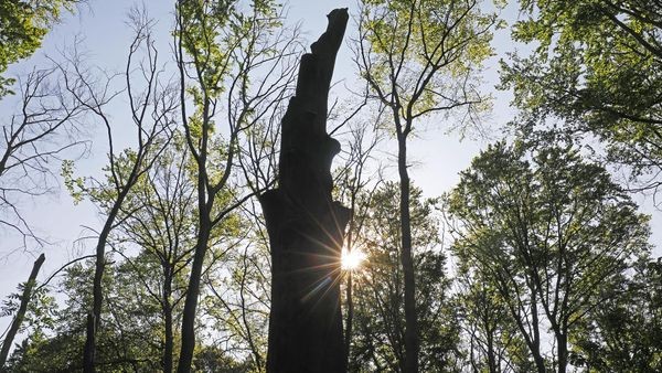 Abgebrochener Baum beschädigt Auto: Nun reagiert die Stadt Oberhausen