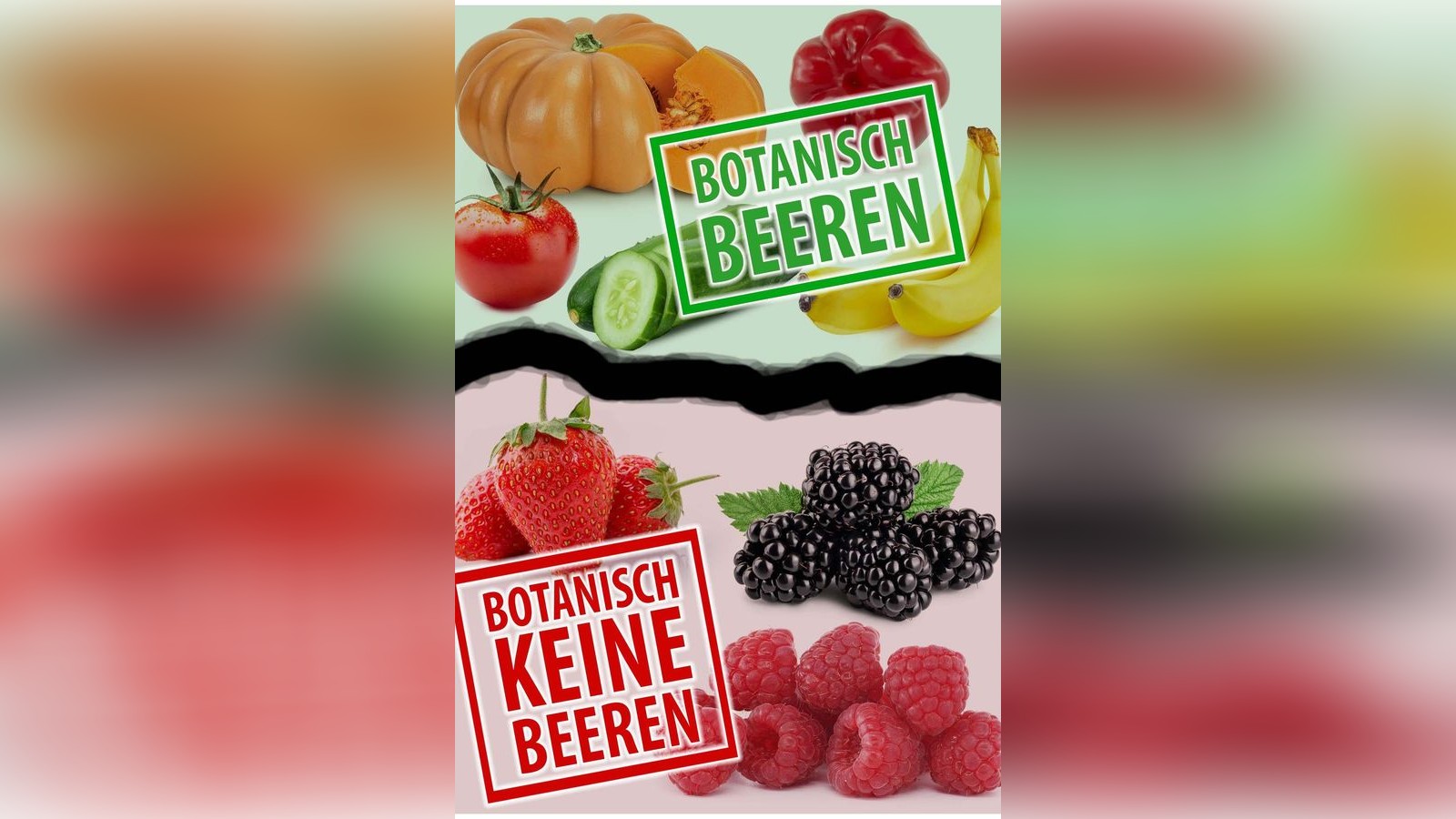 Die-Banane-ist-eine-Beere-die-Erdbeere-eine-Nuss-Warum-das-so-ist-erkl-rt-ein-Th-ringer-Experte