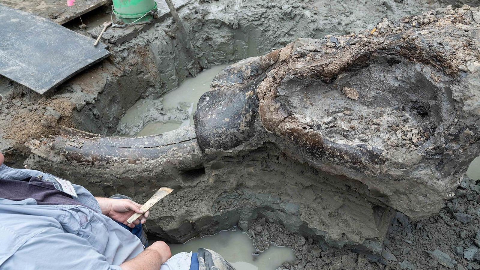 13-600-Jahre-alter-Mastodon-Sch-del-in-Iowa-entdeckt