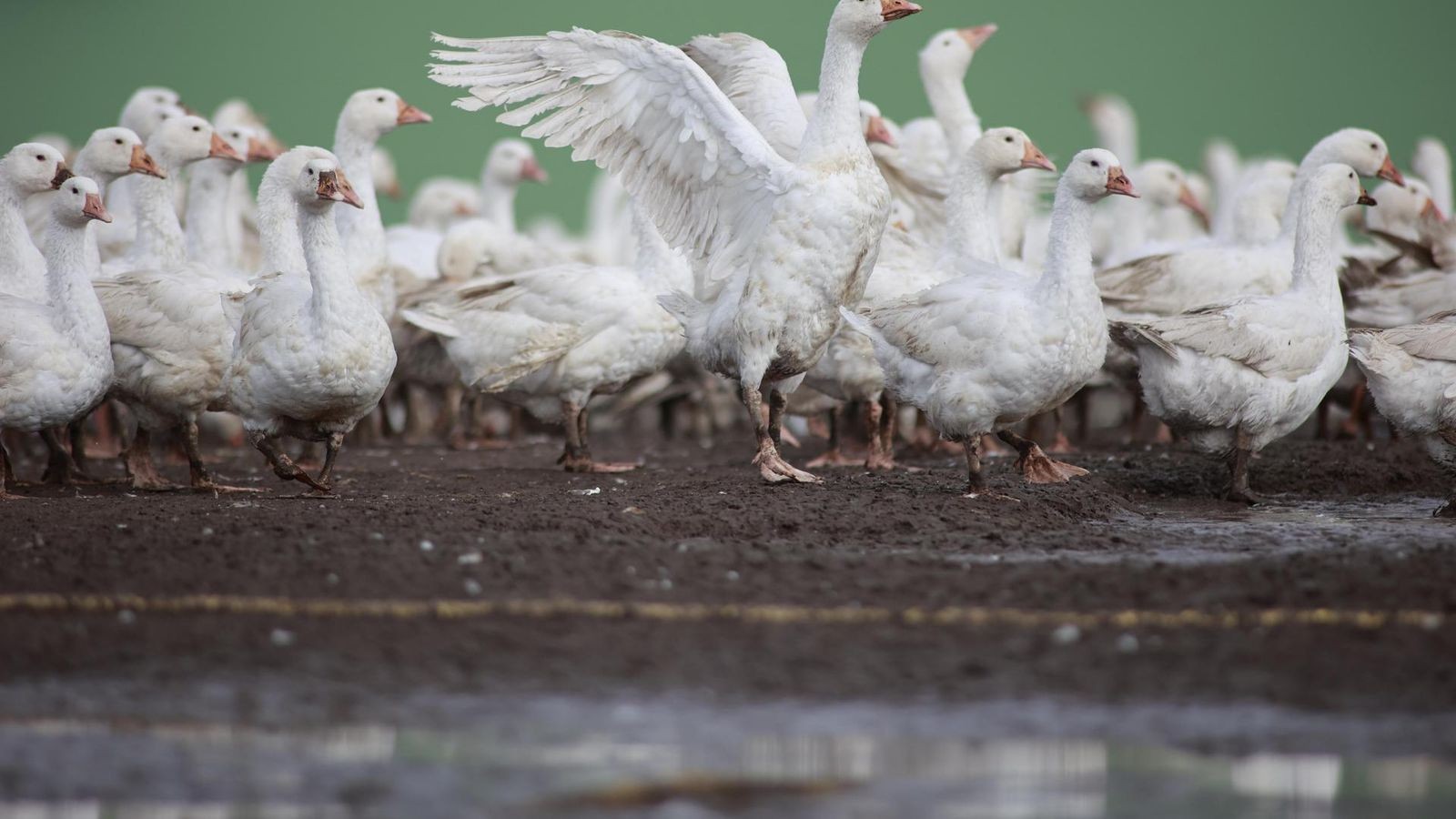 Enten-und-G-nse-zu-laut-Streit-um-Geschnatter-eskaliert-im-Kyffh-userkreis