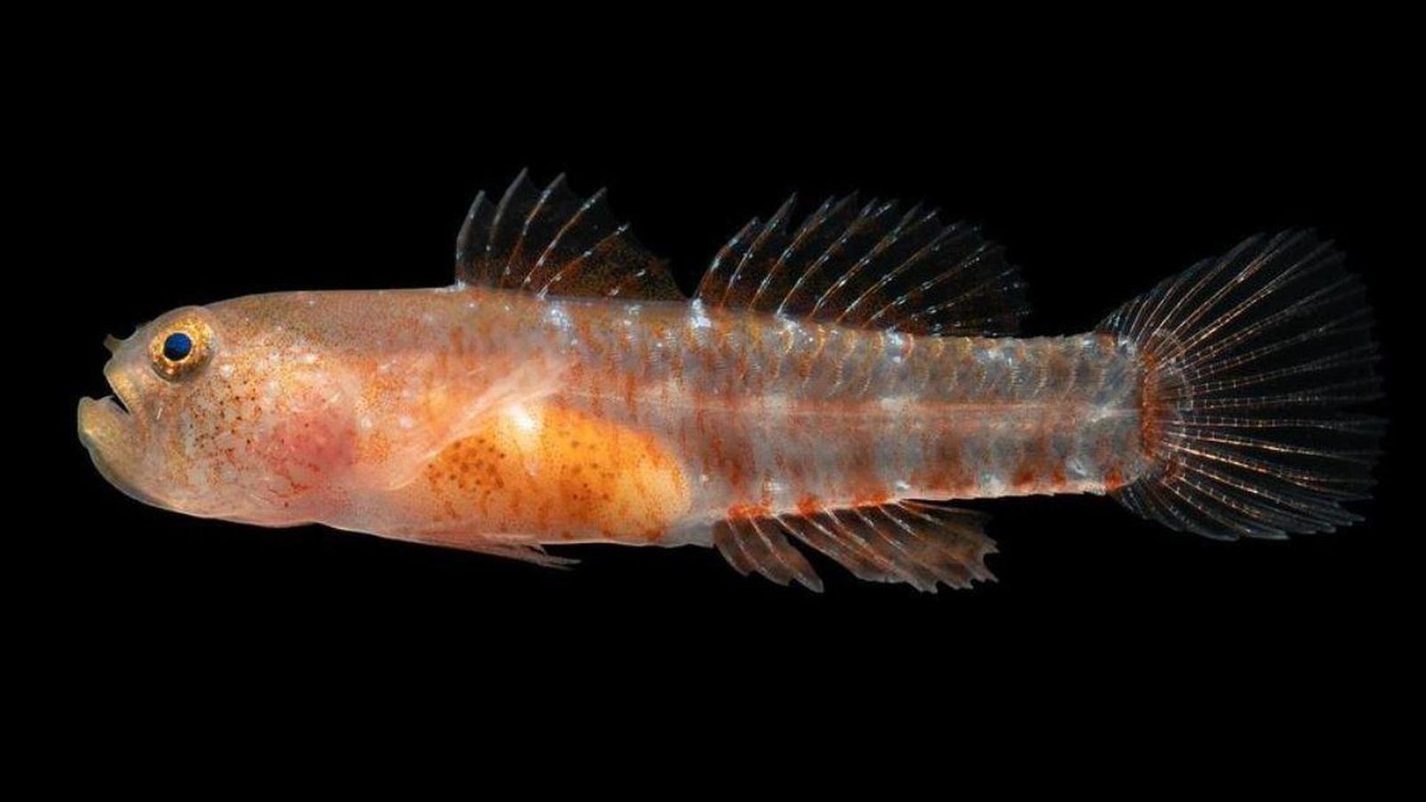 Coole Kapuzenjacke Mit Grimmiger Französischer Bulldogge - Lustiger Hundelook