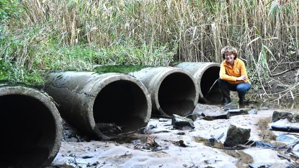 Elbe: Tödliche Falle für Fische soll endlich beseitigt werden