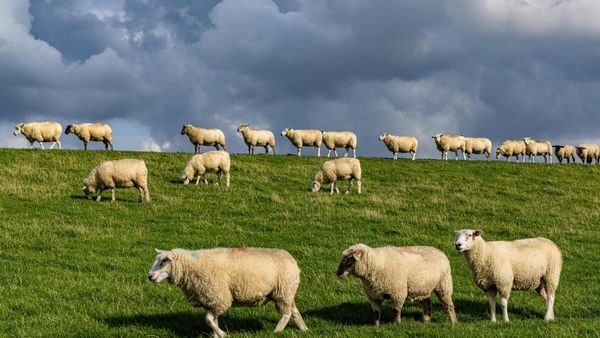 Betreten verboten: Immer mehr Deiche an Elbe sind gesperrt