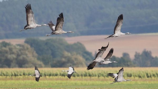 Kraniche liefern Naturschauspiel am Himmel über Geesthacht