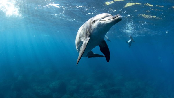 Kurioses Liebesritual: Delfine schmücken sich mit Schwämmen