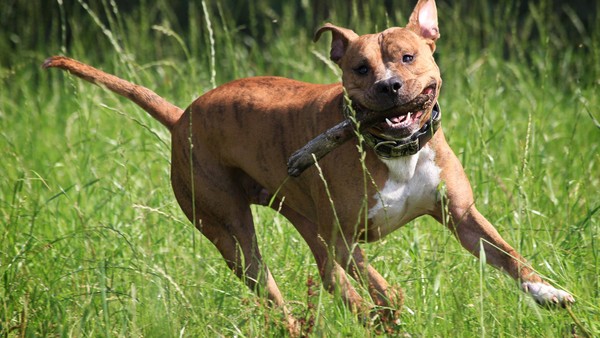 Wendeburg belastet Hundebesitzer mit höheren Kosten