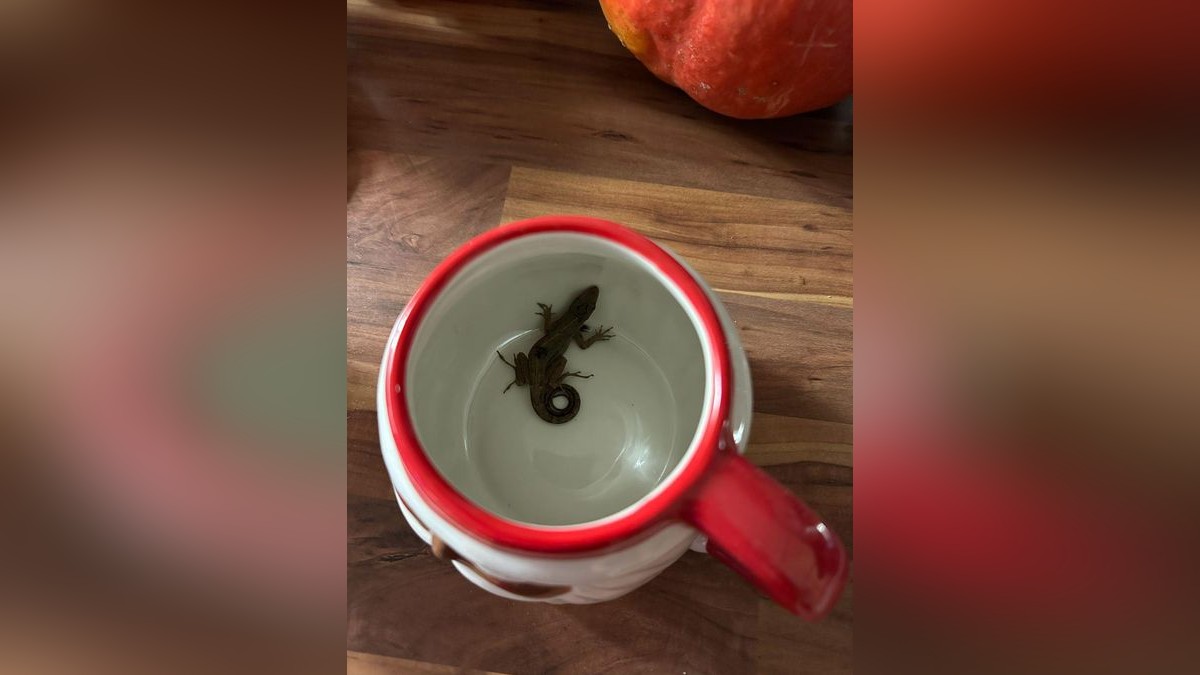 So hat die Jenaerin den kleinen Gecko gefunden. Er reiste in einem Souvenir, einer Tasse, mit von Mexiko nach Jena.