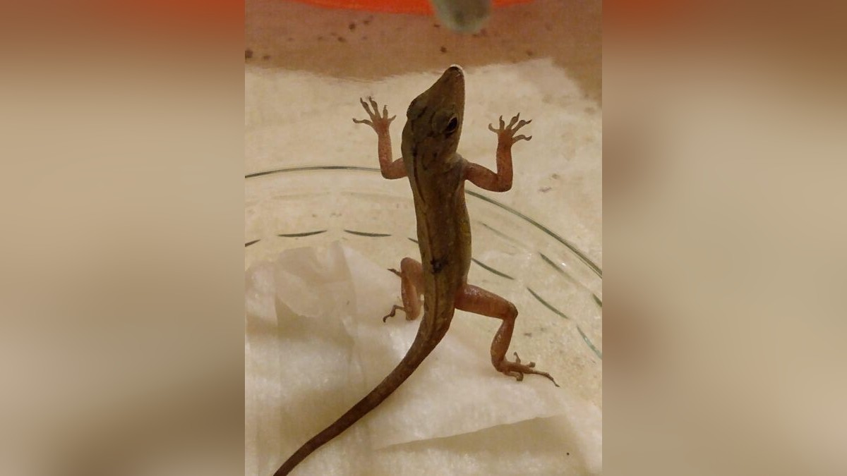 Gecko aus Mexiko
