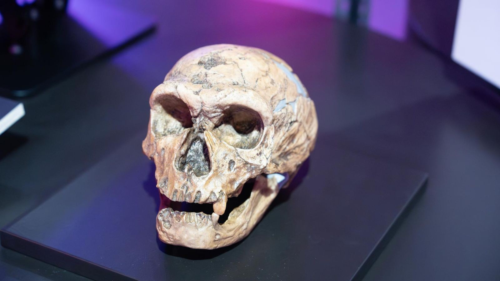 Pink-pr-historisch-Das-Leben-der-Neandertalerinnen