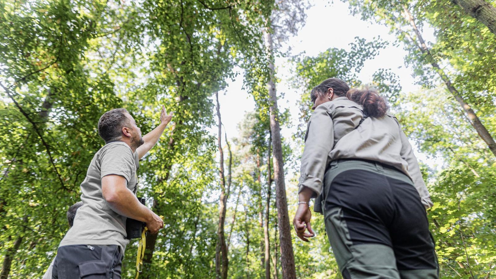 Berliner-W-lder-so-stark-gesch-digt-wie-lange-nicht
