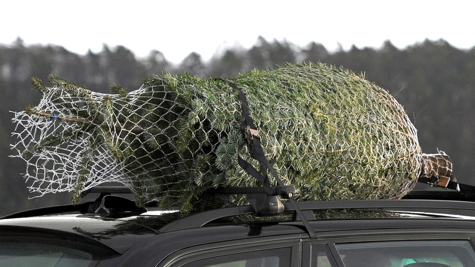 Weihnachtsb-ume-im-Unstrut-Hainich-Kreis-selbst-schlagen-Hier-ist-es-m-glich