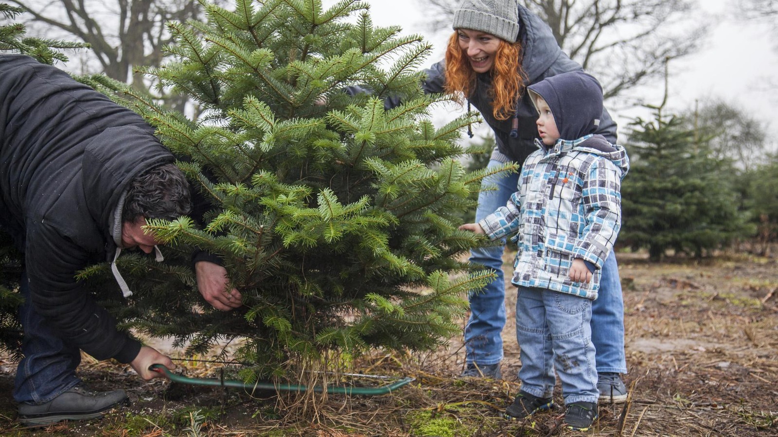 Weihnachtsb-ume-selber-f-llen-Hier-ist-das-demn-chst-im-Kreis-Nordhausen-m-glich