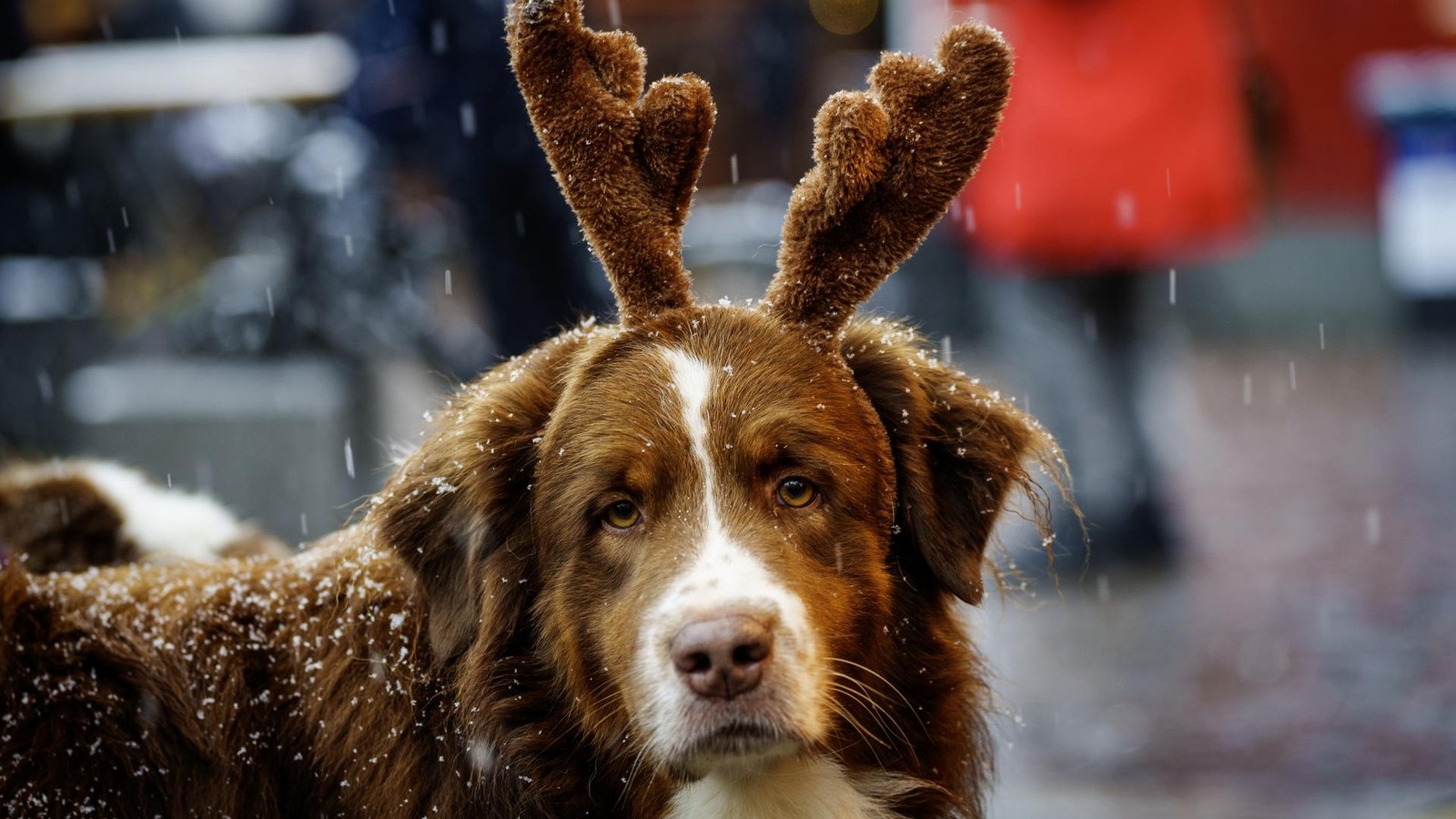 Flauschiges-Fest-Hier-werden-Berliner-Hunde-an-Weihnachten-gl-cklich