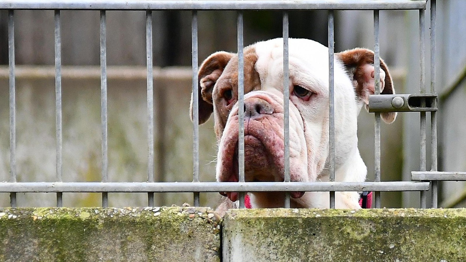 Erfurter-pr-gelt-seine-Hunde-Polizei-greift-ein