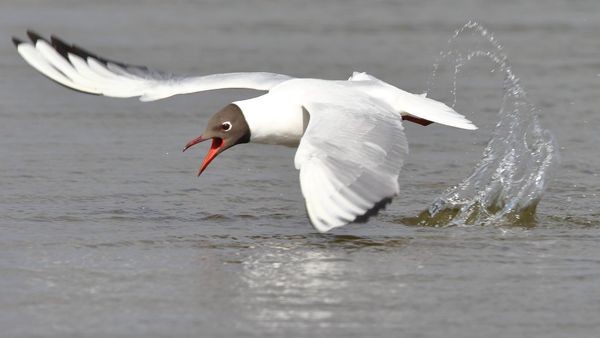 Lachmöwen kämpfen auf Helgoland und an der Elbe ums Überleben