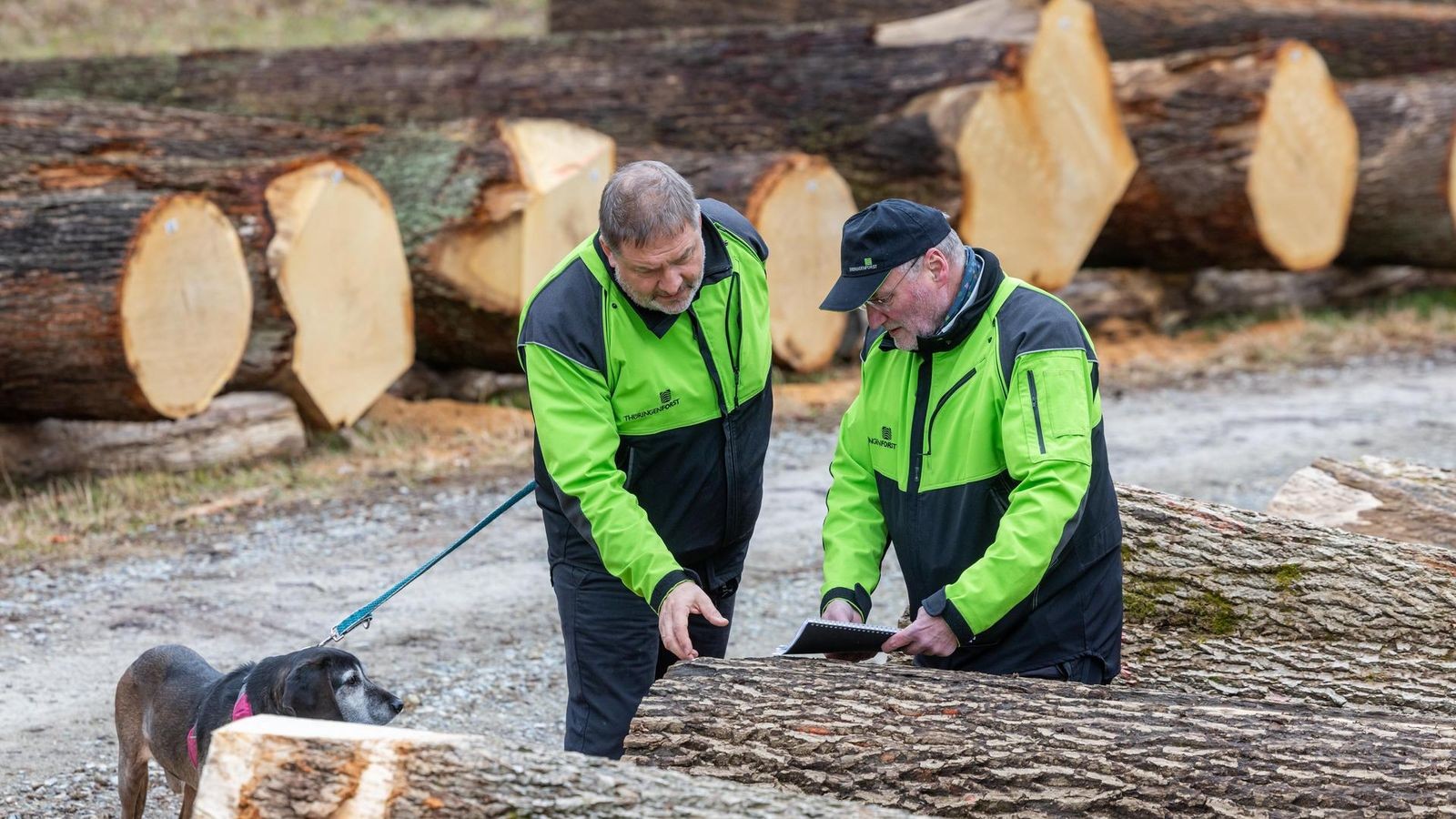 Geld-verdienen-auf-dem-Holzweg-Warum-jetzt-bei-Erfurt-wahre-Sch-tze-lagern