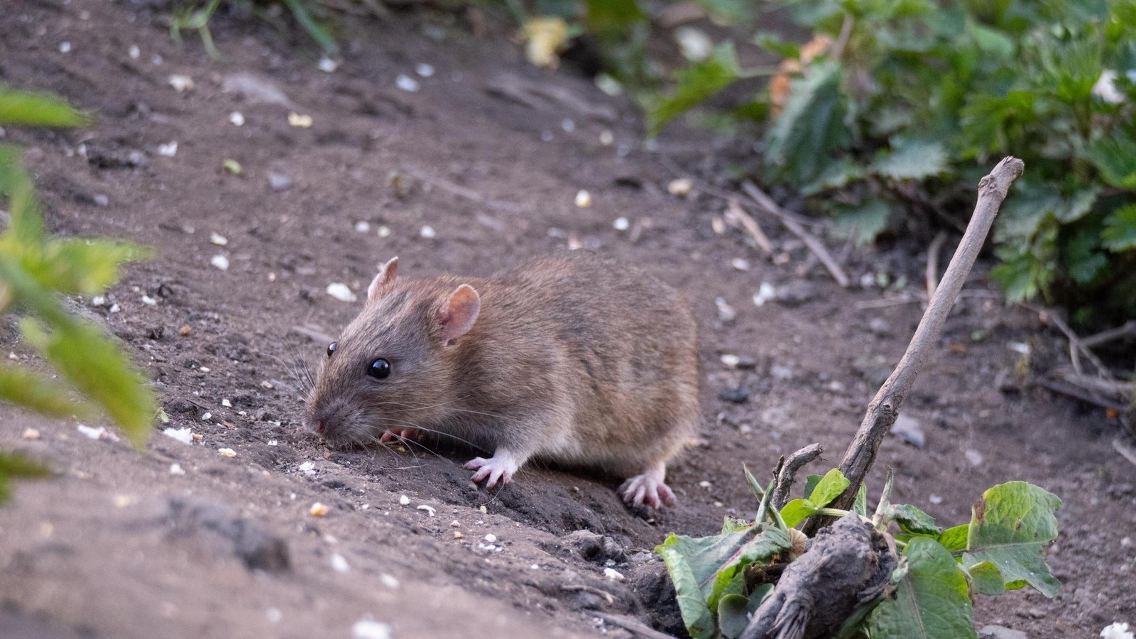 Rattengift-in-Hamburger-Baum-rkten-Verbot-kommt-sp-ter-als-gedacht