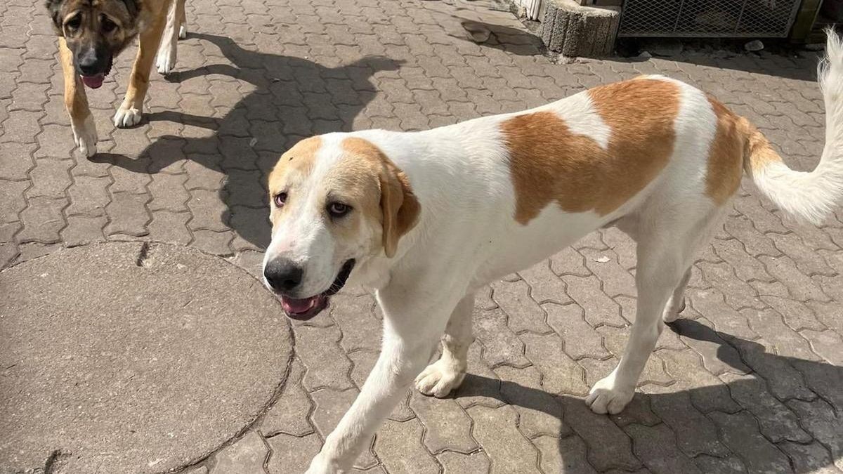 Darf Das Veterinäramt Einfach Auf Mein Grundstück www.otz.de