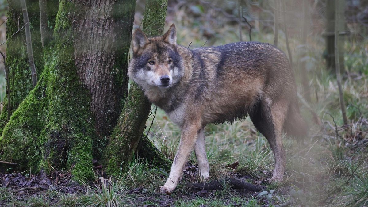 Polizei im Einsatz Wolf in Bottroper Wohngebiet gesichtet?