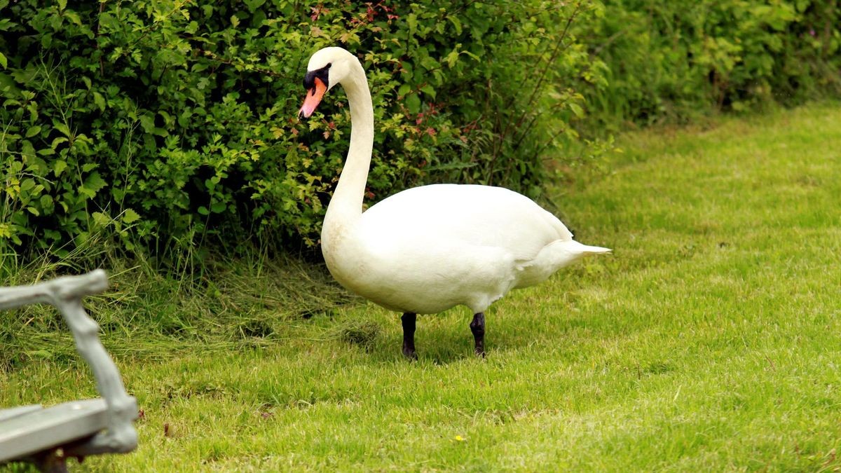 Sondershausen Schwan verirrt sich im Garten. Das kann teuer werden