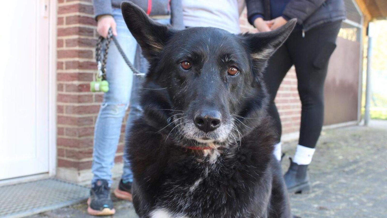 Hunde-machen-gl-cklich-Jetzt-kommen-die-Tiere-Kinder-und-Senioren-im-Harz-besuchen