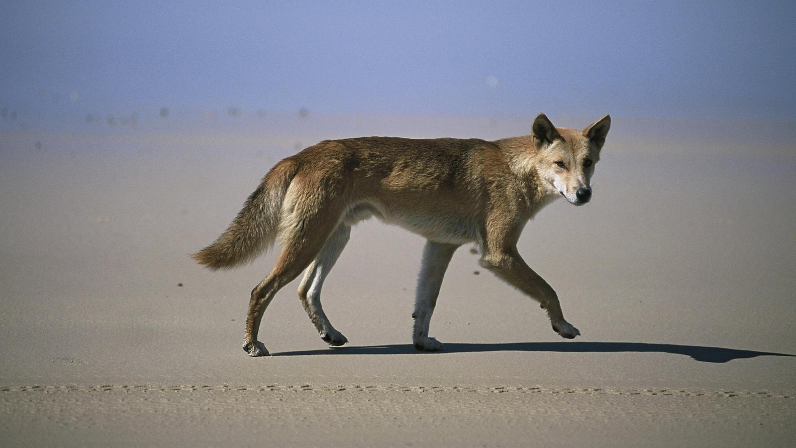 australien-19-j-hrige-von-dingos-totgebissen-obduktion-soll-aufkl-ren