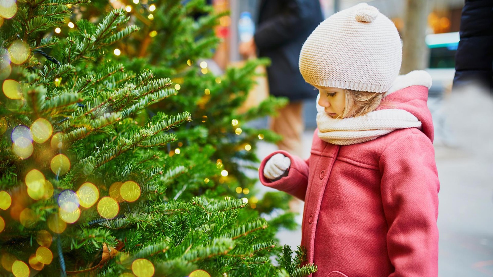 weihnachtsbaum-zu-verschenken-hier-bekommen-sie-jetzt-kostenlose-tannen