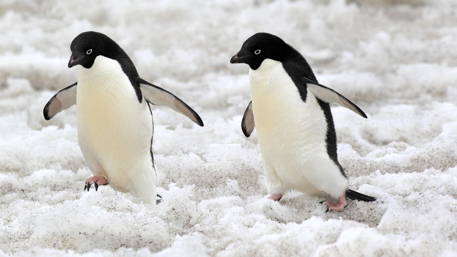 Pinguine-br-ten-immer-fr-her-das-hat-verheerende-Folgen