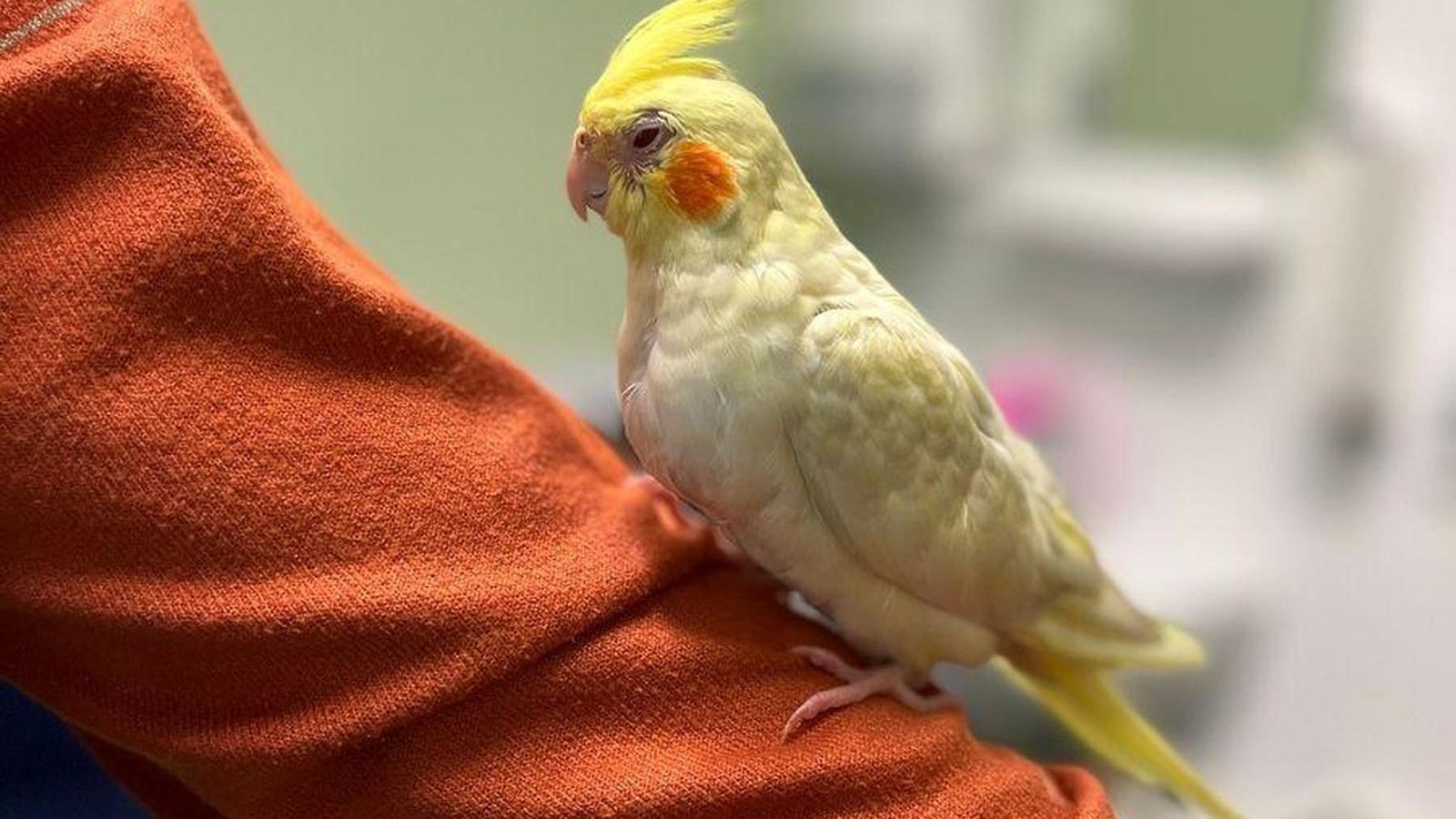 Tierische Petze und ein gestohlenes XXL-Eis: Die 10 kuriosesten Meldungen ...