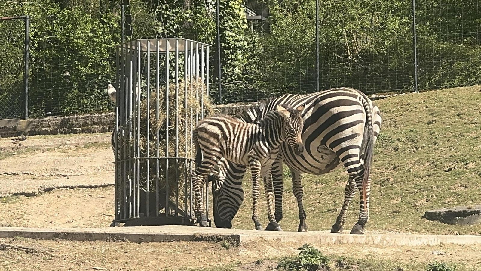 Gr-ner-Zoo-Wuppertal-Auch-2026-immer-einen-Ausflug-wert