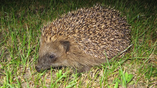 Kommt das Nachtfahrverbot für Mähroboter? Wolfsburg ringt um mehr Igelschutz