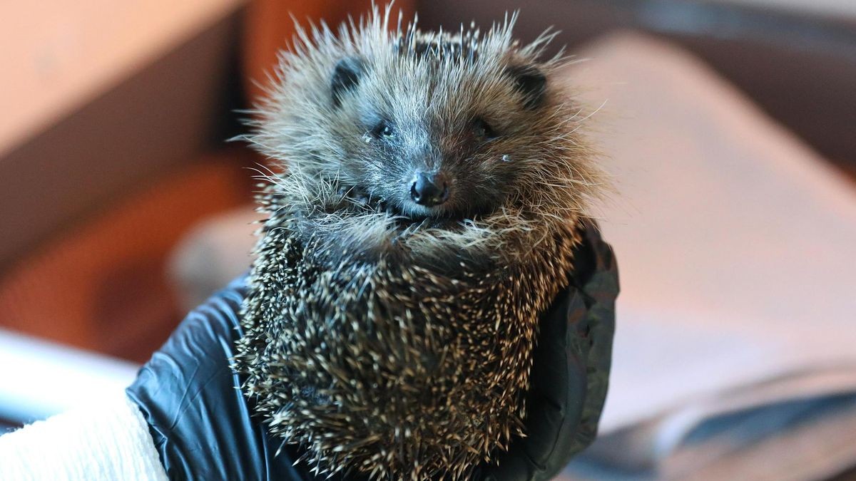 Igel