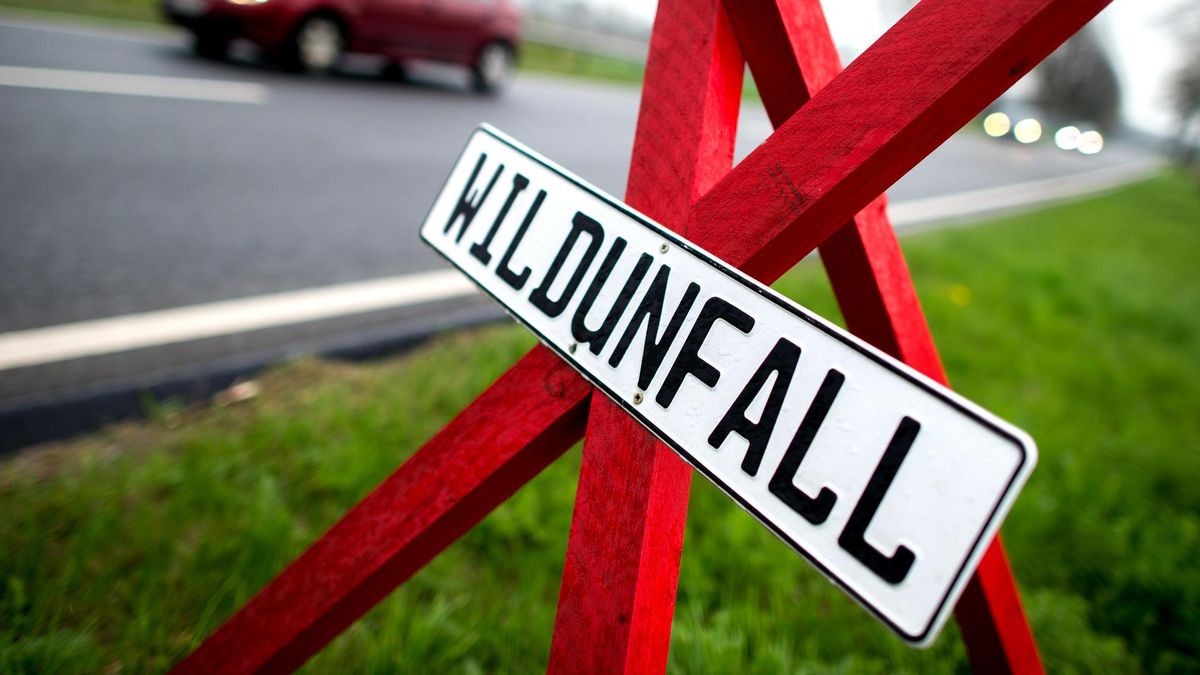 Wildunfall