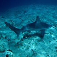 Eine Unterwasseraufnahme zeigt einen Sandbankhai (Carcharhinus plumbeus) im Mittelmeer.
