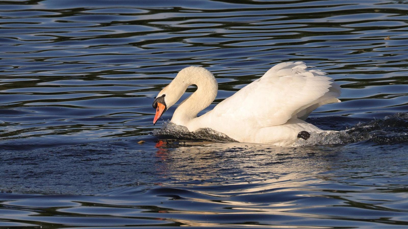 Ein-neues-Gesicht-f-r-Kleve-Wer-wird-der-Botschafter-der-Laga-2029-